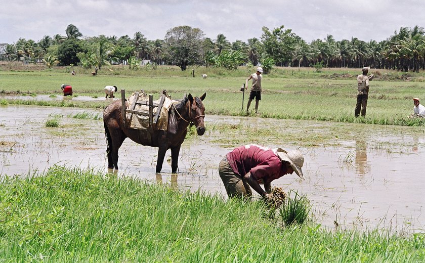 Novo programa implantado pela Codevasf em Alagoas vai fortalecer produção irrigada