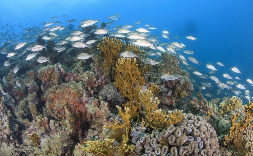 Pesquisa revela dados inéditos sobre ameaças à região com a maior biodiversidade marinha do Brasil