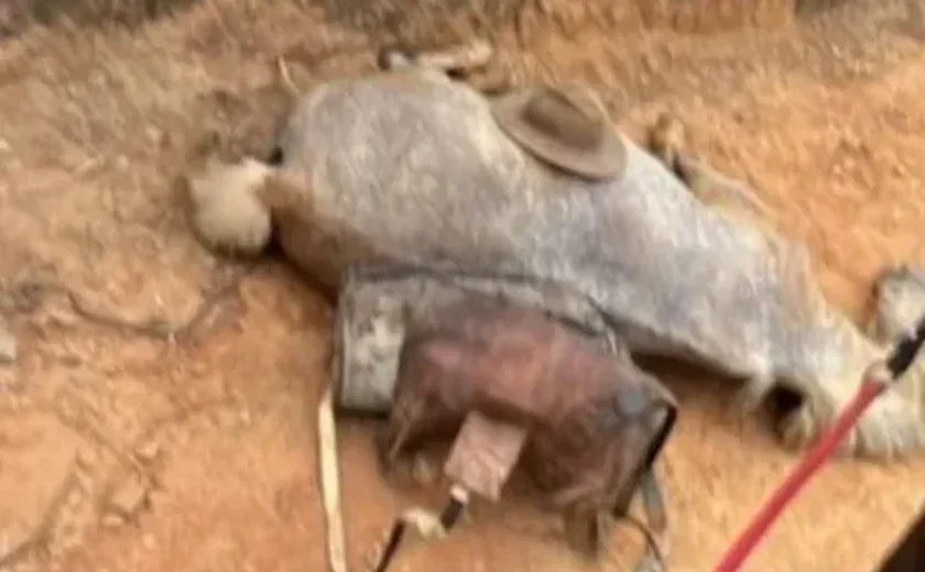 Cavalo que teve as patas cortadas em SP é enterrado após polícia coletar material para análise