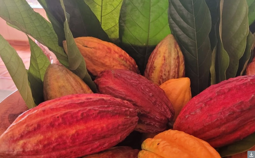 Dia do Chocolate: Rota do Cacau fortalece produção sustentável no Brasil