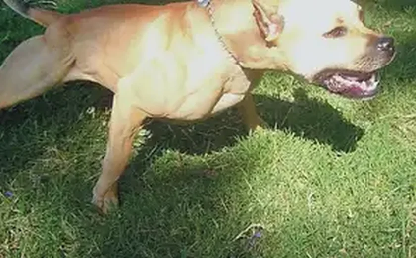 Ataque de pitbull assusta moradores de Perdizes; o que diz a lei da focinheira?