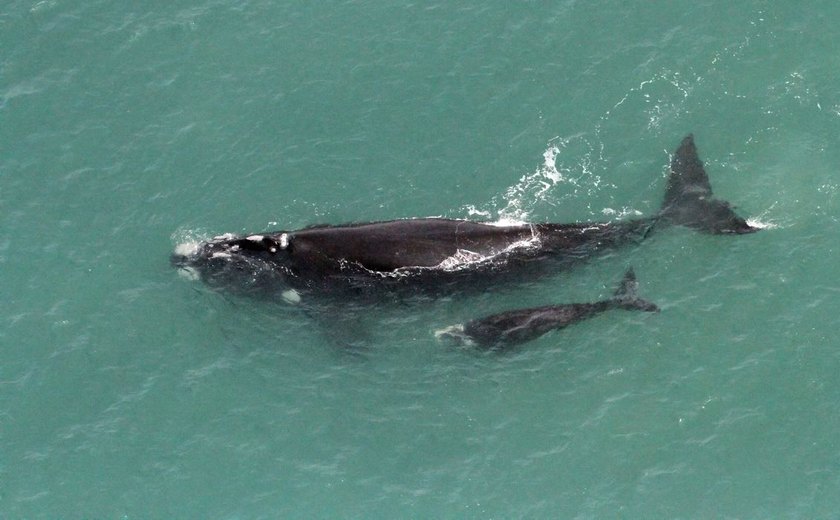 Baleia vista há mais de 3 décadas é encontrada com vida, mas morre encalhada nos EUA