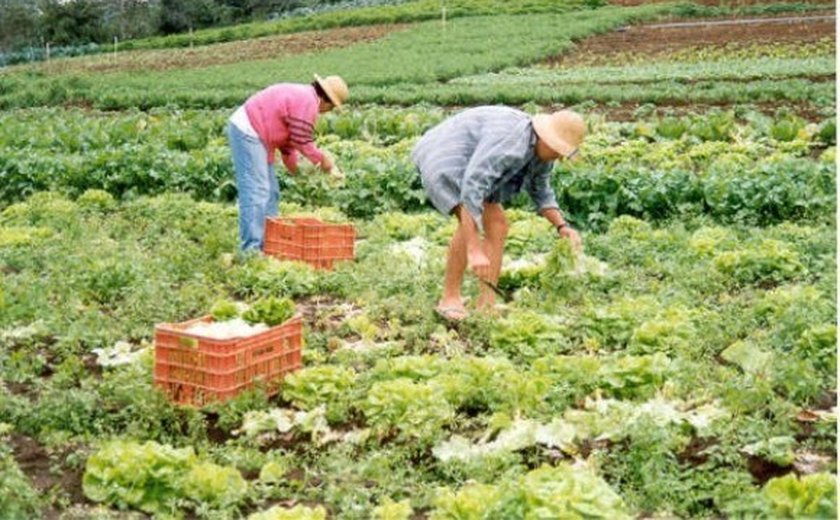 Arapiraca: Agricultores discutem uso racional da água na horticultura