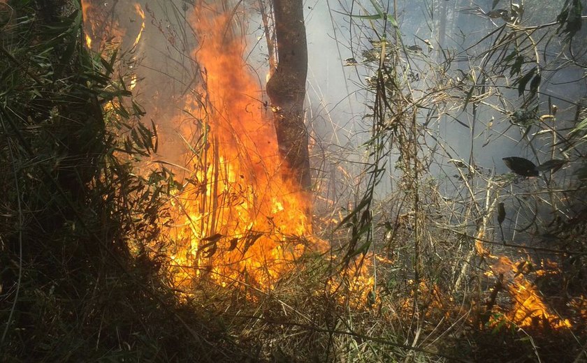 União de esforços busca conter incêndio na Serra dos Órgãos, no Rio