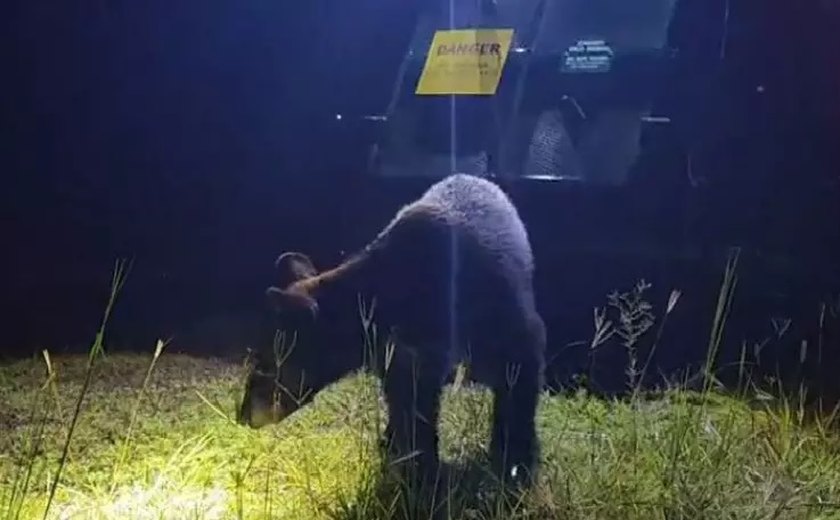 Urso selvagem faz visita aos parques da Disney e causa atrasos em abertura