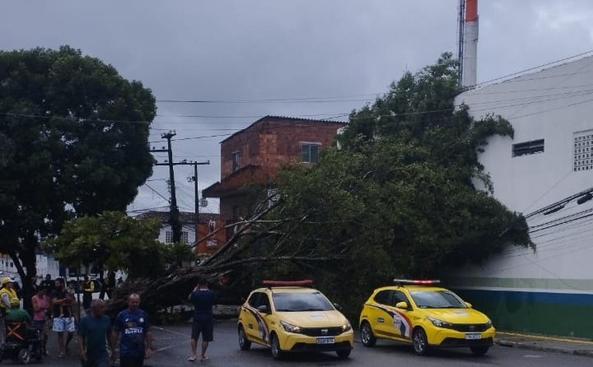 Árvore de grande porte caída interdita avenida no Benedito Bentes