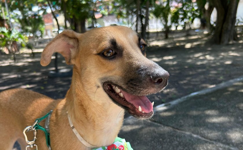 Evento gratuito estimula adoção responsável de cães e gatos em Fortaleza