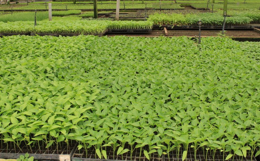 Produção de hortaliças movimenta mais de 50 milhões por ano
