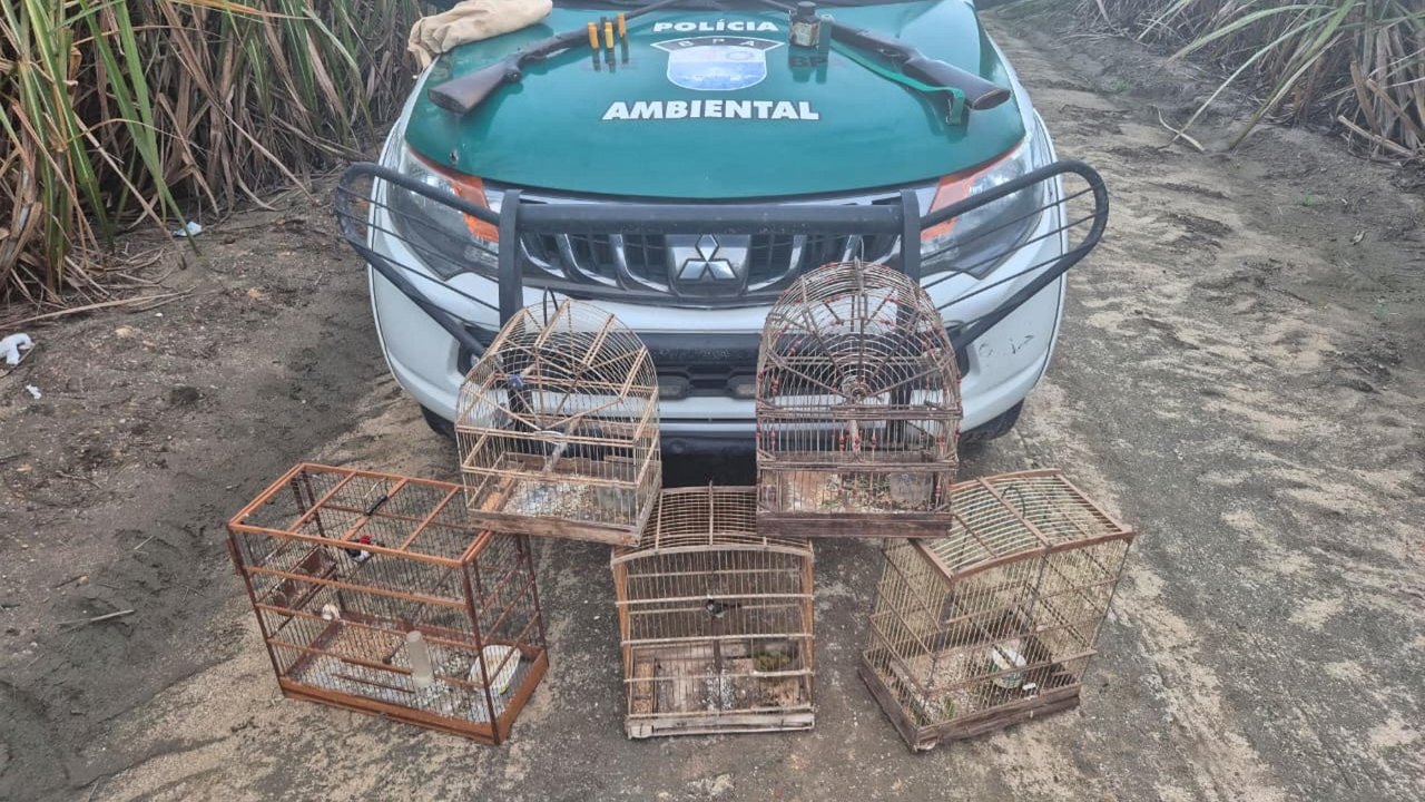 PM-AL resgata mais de 250 animais silvestres e apreende oito armas em operações ambientais