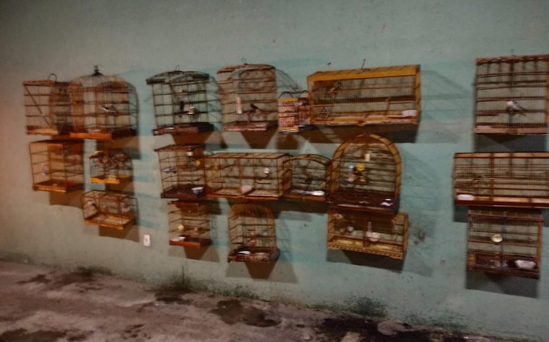 PM flagra crimes ambientais em operação na Zona da Mata alagoana