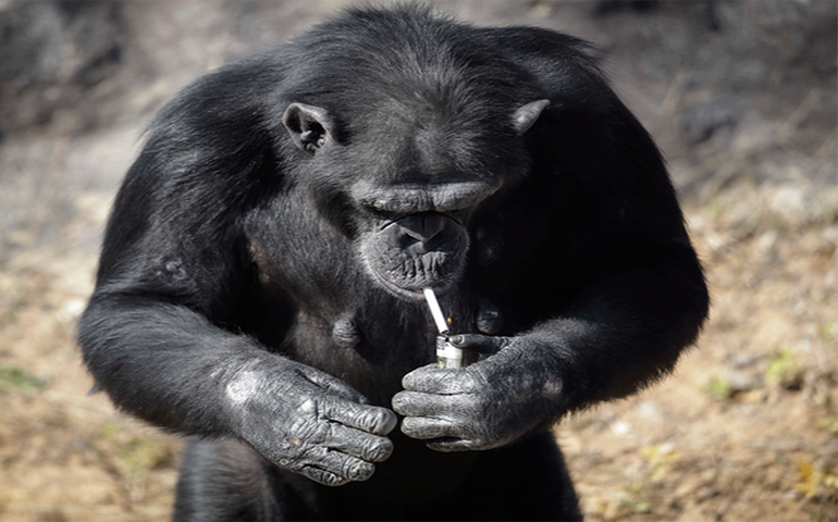 Zoológico  da Coreia do Norte tem chipanzé fumante