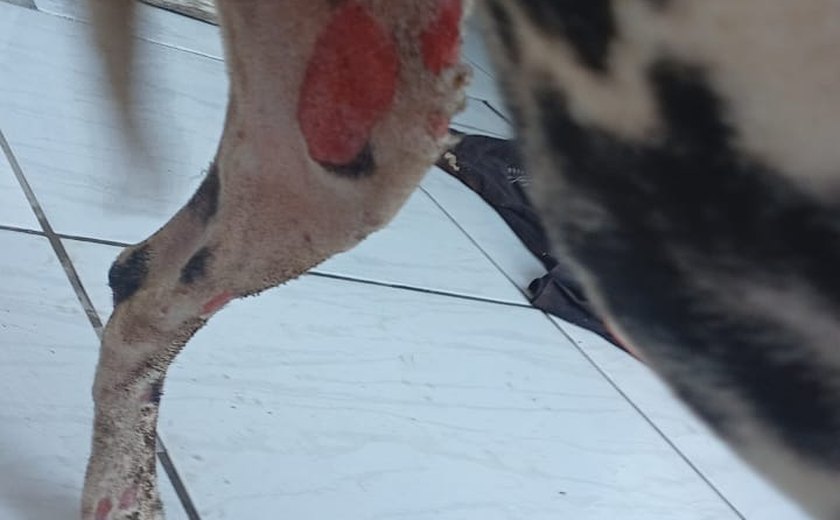 Homem é preso ao atear fogo em muro de casa e ferir cachorro em Maceió