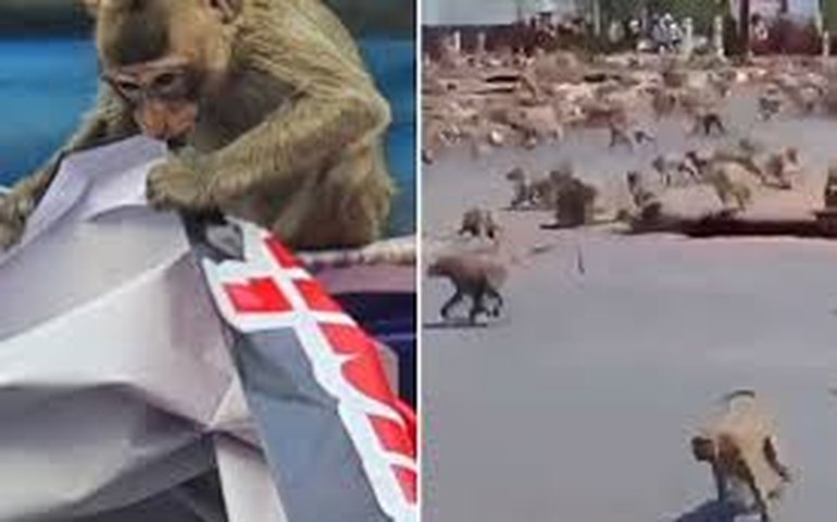 Cidade ocupada por 'exército' de macacos saqueadores na Tailândia lança ofensiva para capturá-los