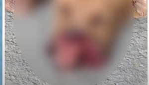 Capturar