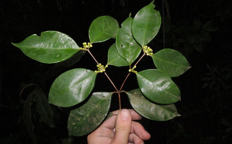 Pesquisadores do Jardim Botânico descobrem árvore rara no Rio