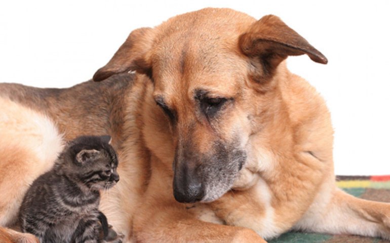 Feira de Adoção de animais acontecerá todos os dias na Rua Aberta a partir desta quinta-feira (29) até o final de fevereiro
