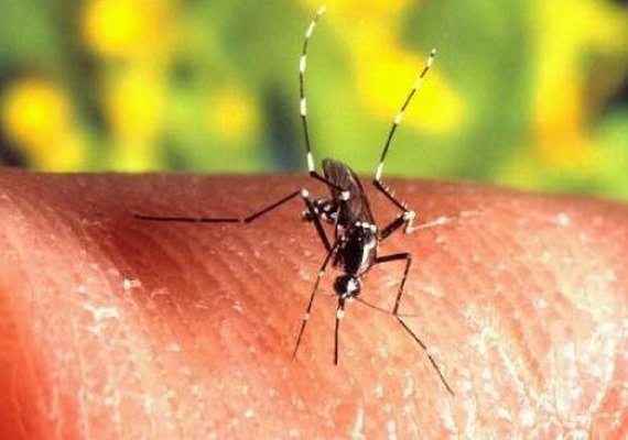 Comitê de Mobilização contra a Dengue se reúne nesta quinta