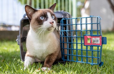 Prefeitura de Maceió garante abrigo aos animais de moradores da zona de risco