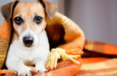 Gabinete da Causa Animal orienta sobre cuidados com pets durante o inverno