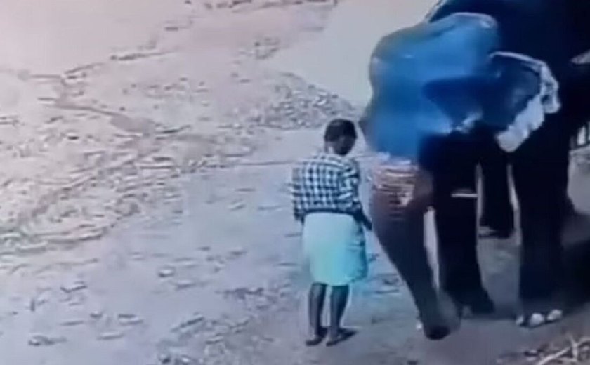 Vídeo: Elefante esmaga treinador até a morte após ser agredido com vara de bambu, na Índia