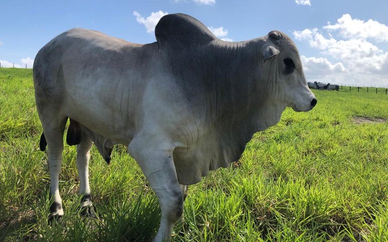 Lotes do Reprodutores Provados serão apresentados durante Dia de Campo