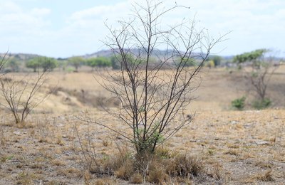 Em Acordo de Não Persecução Civil, MPAL consegue recuperação de 32 hectares de área de Caatinga degradada em Traipu e R$ 300 mil em multa e danos morais