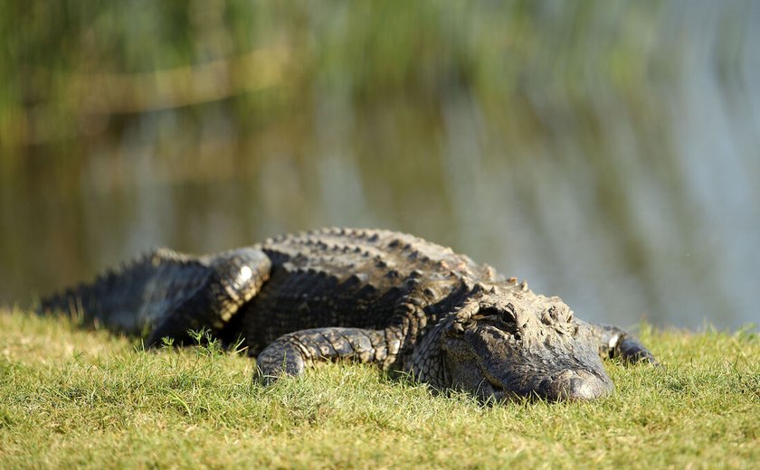 Corpo de mulher é encontrado na boca de um crocodilo no Texas