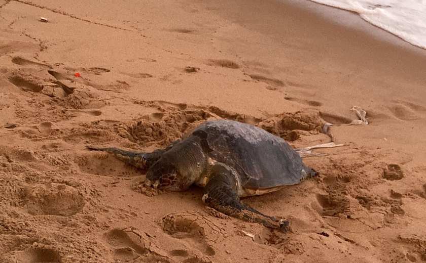 Tartaruga é encontrada em estado de decomposição em Maceió