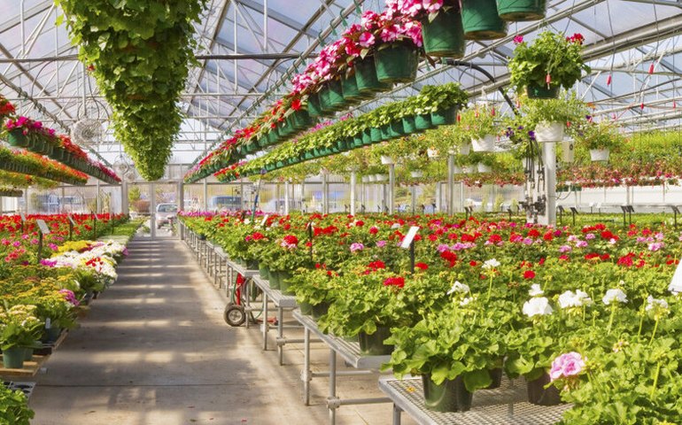 Seminário sobre Plantas Ornamentais aponta oportunidades do setor em Alagoas