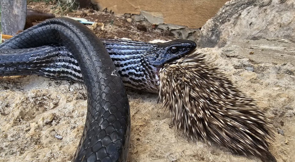 cobra-arrasta-pra-cima-porco-espinho-16082023101426907