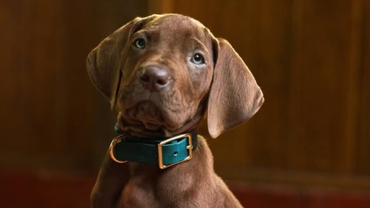 Scooby-Doo vira série no streaming e cachorro protagonista é divulgado; conheça