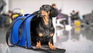 pet aereo