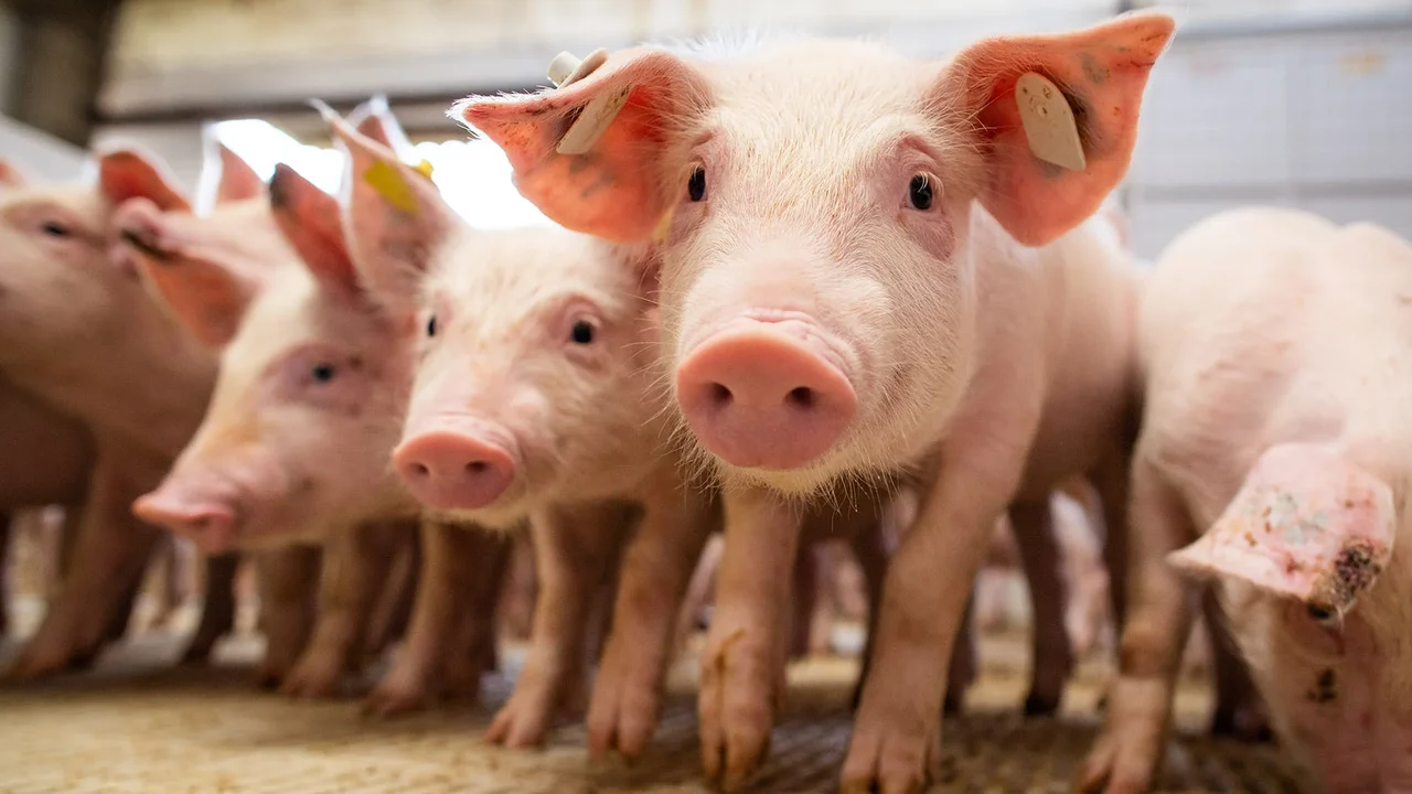 Phibro Saúde Animal leva soluções personalizadas para saúde animal ao 18º Simpósio Brasil Sul de Suinocultura