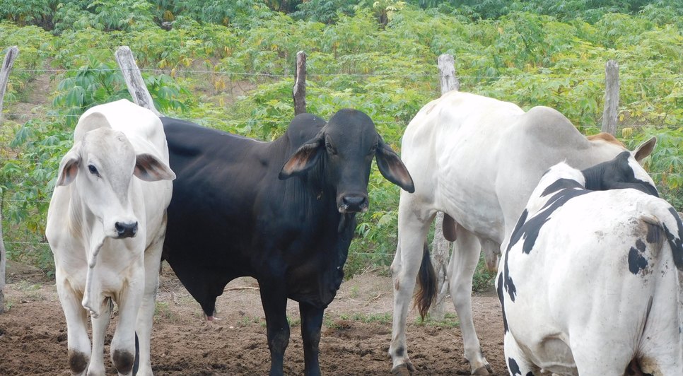 Cerca de 13 cabeças de gado são encontradas em curral e abatedouro clandestino é desativado em Lagarto / Foto: Foto: SSP/Divulgação