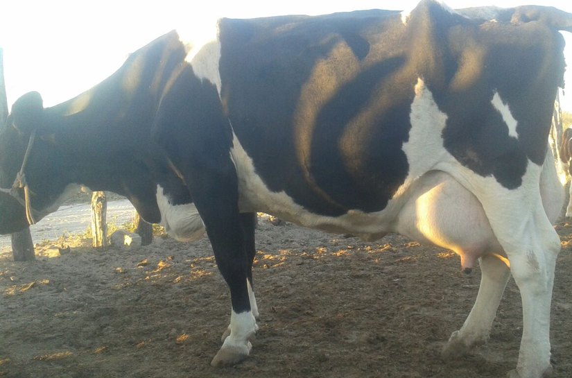 CPLA e Seagri concluem entrega de sêmen, alevinos e bagaço em 18 cidades