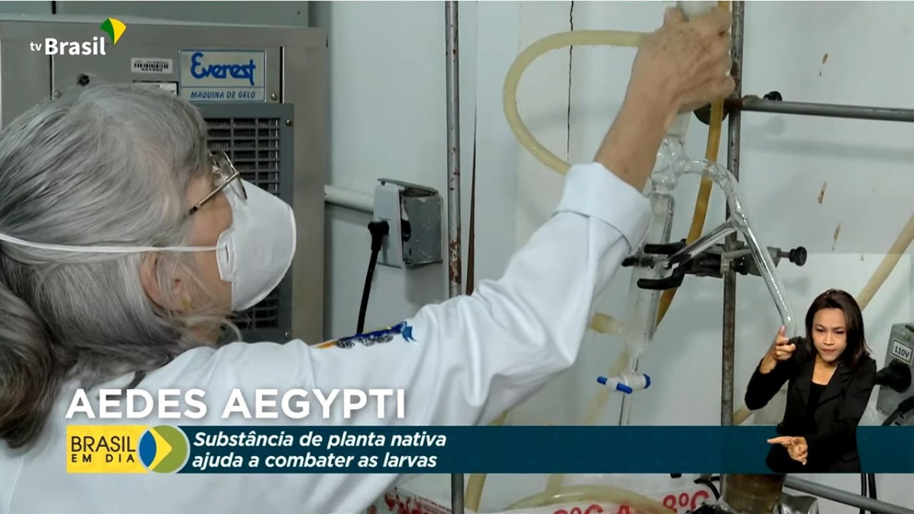 Pesquisadores desenvolvem substância que combate larvas Aedes aegypti