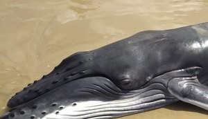 Filhote de baleia jubarte encontrado morto no Litoral Sul de Sergipe