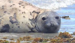 O elefante-marinho Leôncio / Foto: reprodução