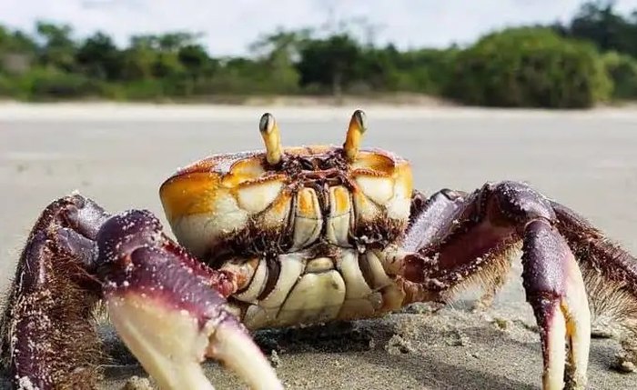 Carangejo-uçá entra em período de reprodução