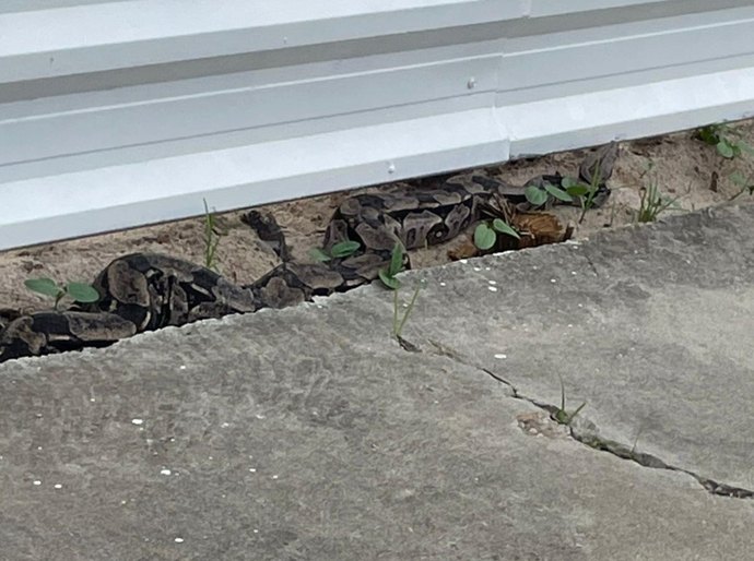 Cobra de grande porte é resgatada pela Polícia Militar em Maceió