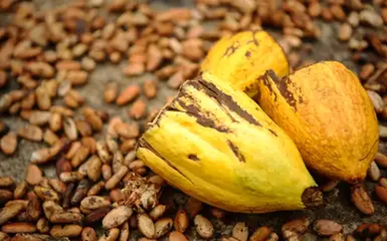 África concentra 65% da produção de cacau do mundo: conheça os líderes por trás do chocolate