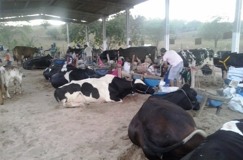 Torneios de leite apoiados pelo Governo movimentam Major Isidoro e Traipu