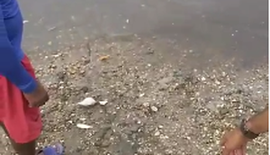 peixes mrtos no rio do sal