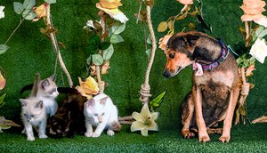pets