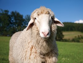 Um passageiro inusitado causa polêmica na Polônia