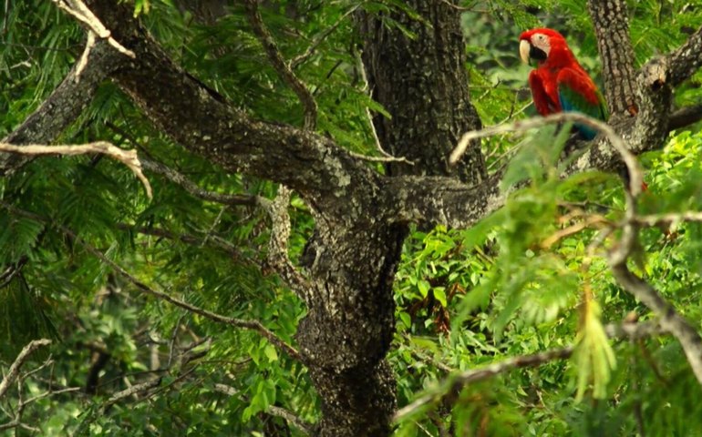 Buraco das Araras: de local de desova a exemplo de preservação em MS