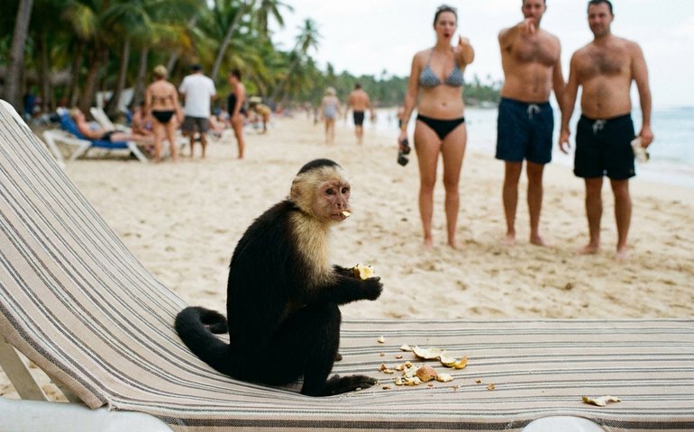 Macaco invade área de banhistas, come em espreguiçadeira e foge após flagrante