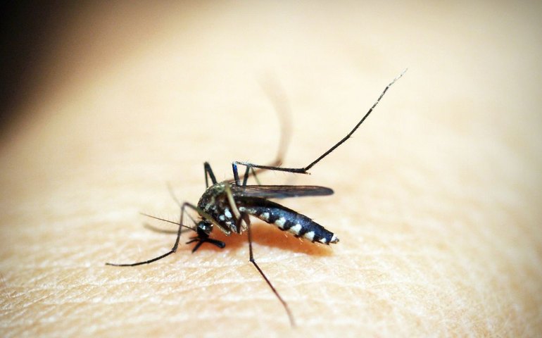 Rio de Janeiro confirma primeira morte por dengue este ano