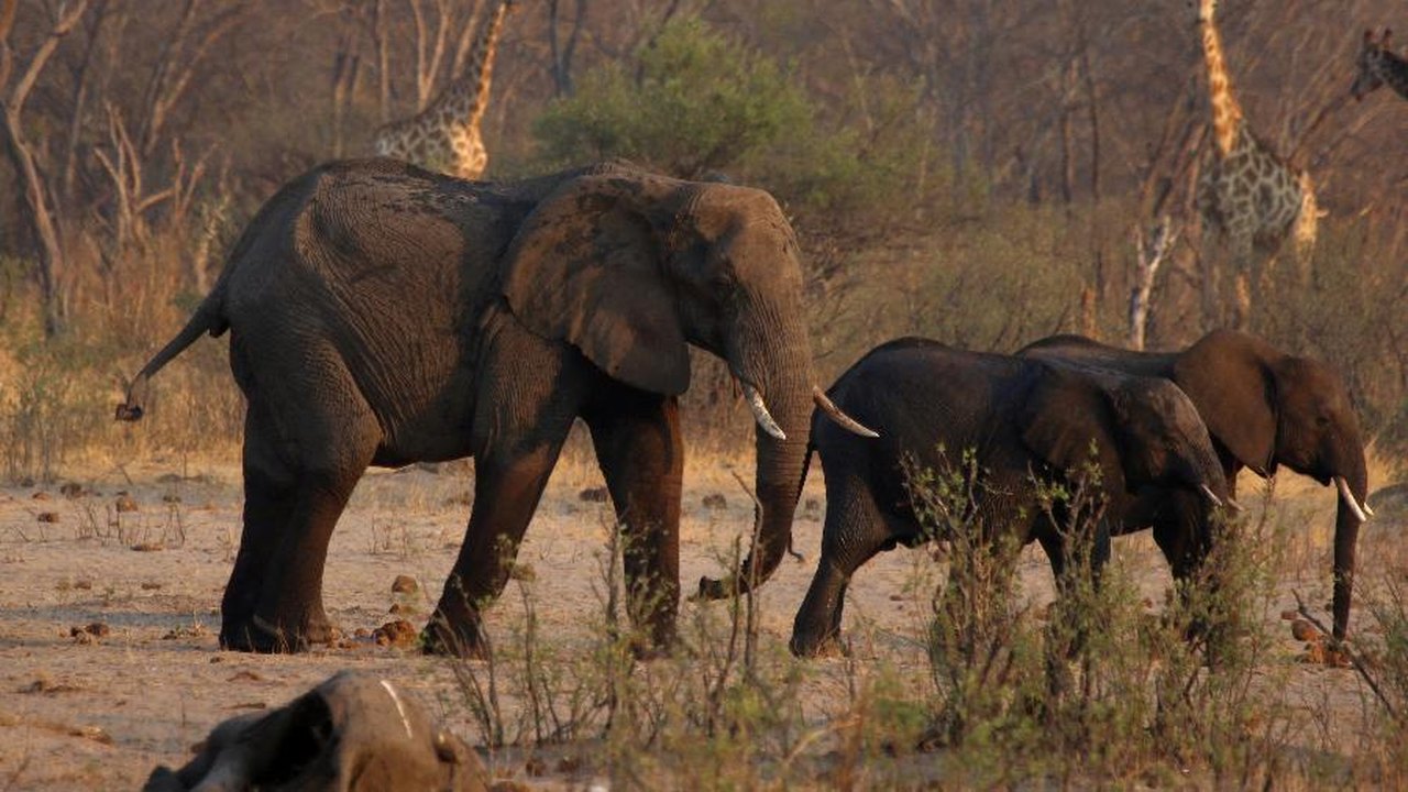 Com a seca severa a Namíbia vai abater mais 700 animais selvagens
