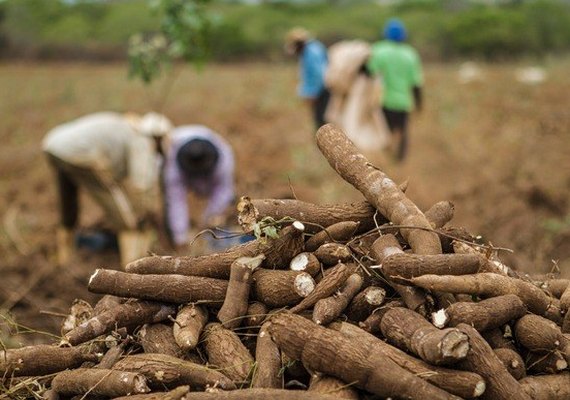 Fórum reúne nesta quarta-feira produtores de mandioca do Agreste